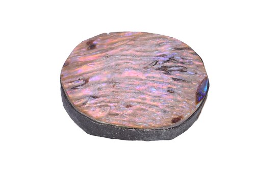 Muszla abalon 25,2x18,9 5,9g. 23