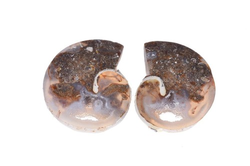 Amonit 27,8x23,8 10,1g. 21