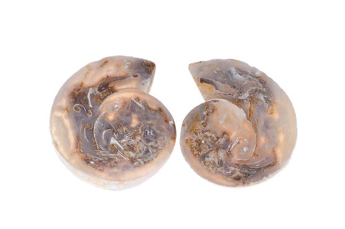 Amonit 30,5x26 12,9g. 21