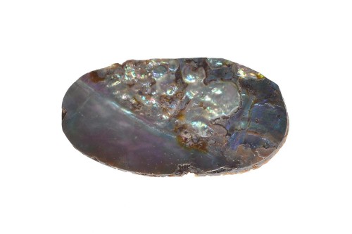 Muszla abalon 33,5x18,4 1,8g. 23