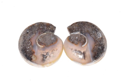 Amonit 29,9x26,6 10,9g. 21