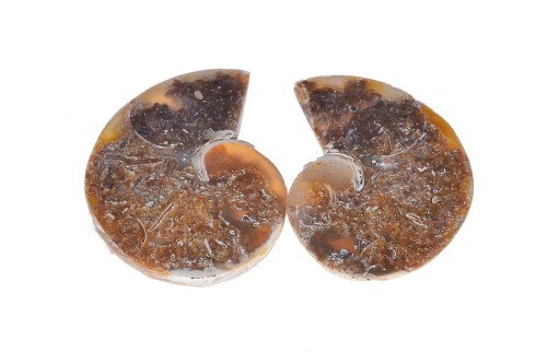 Amonit 27,9x22,9 7,9g. 21