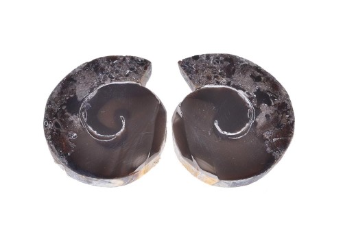 Amonit 28,4x23,9 10,6g. 21