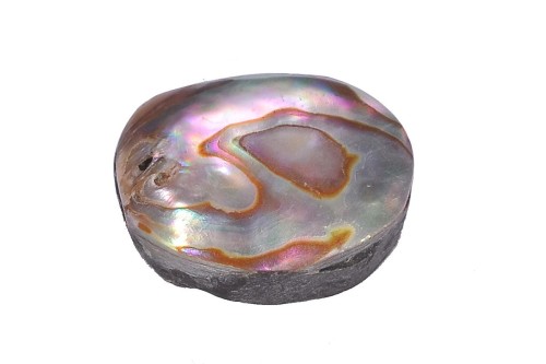 Muszla abalon 18,6x14,4 3,8g. 23