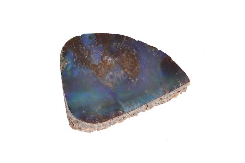 Muszla abalon 30,2x23,4 4,4g. 23