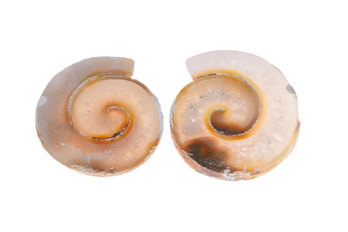 Amonit 22,6x24,1 8,4g. 21