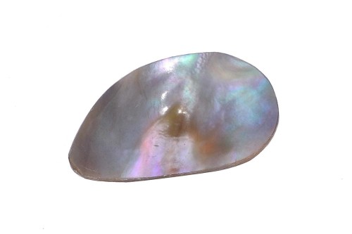 Muszla abalon 28,3x16,8 2,2g. 23