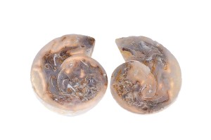 Amonit 30,5x26 12,9g. 21