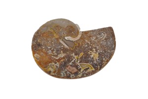 Amonit 32x26mm 6,1g. 31.