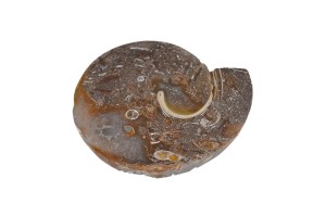 Amonit 27x22mm 4,9g. 31.