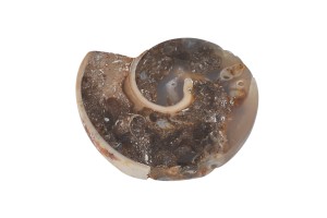 Amonit 28x24mm 5,8g. 31.