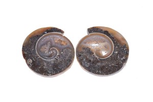 Amonit 25,1x24,2 9,7g. 21