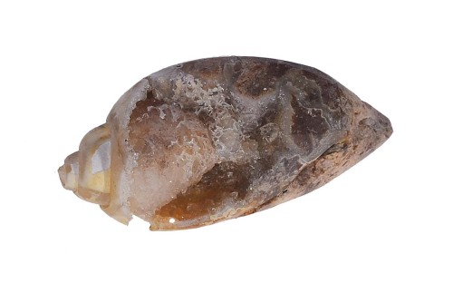 Amonit 28,1x13,4 3,6g. 27