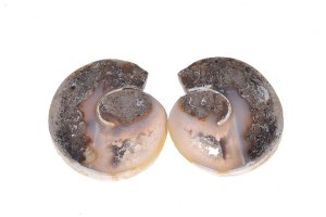 Amonit 29,9x26,6 10,9g. 21