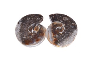Amonit 28x24,5 10,6g. 21