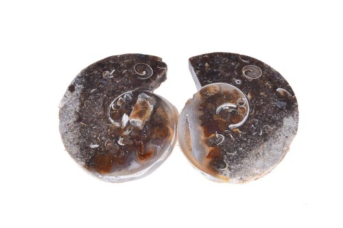 Amonit 28x24,5 10,6g. 21