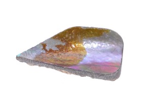 Muszla abalon 27x13 2g. 23