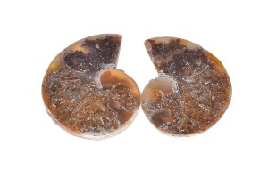 Amonit 27,9x22,9 7,9g. 21