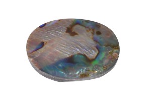 Muszla abalon 31,8x23 7,6g. 23
