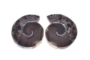 Amonit 28,4x23,9 10,6g. 21