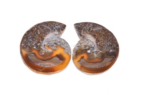 Amonit 35,4x29,7 14,4g. 21