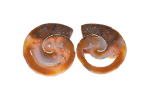 Amonit 30,9x27,5 11g. 21