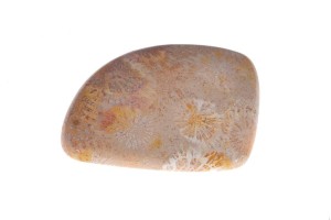 Jeżowiec 38,9x30 10,1g 6.