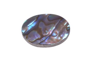 Muszla Eboni 29x21,7 6,6g 14.